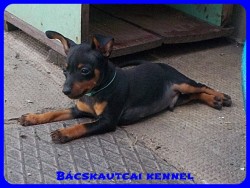 Bcskautcai Zsivny