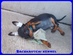 Bcskautcai Zsivny
