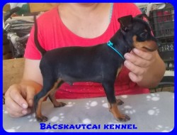 Bcskautcai Zsivny