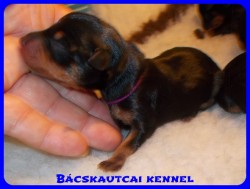 trpe pinscher Zs-alom