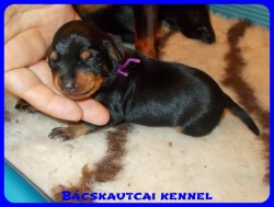 trpe pinscher Zs-alom