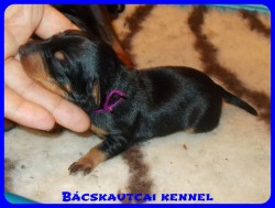 trpe pinscher Zs-alom