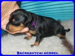 trpe pinscher Zs-alom
