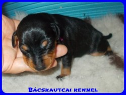 trpe pinscher Zs-alom