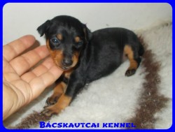 trpe pinscher Zs-alom