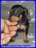 trpe pinscher Zs-alom
