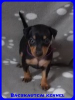 trpe pinscher Zs-alom