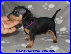 trpe pinscher Zs-alom