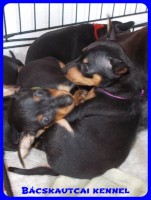 trpe pinscher Zs-alom