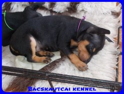 trpe pinscher Zs-alom