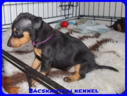 trpe pinscher Zs-alom
