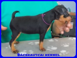 Bcskautcai Zseni Zsebi