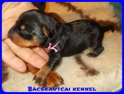 trpe pinscher Zs-alom