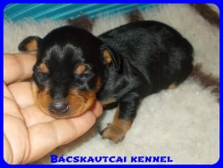 trpe pinscher Zs-alom