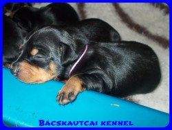 trpe pinscher Zs-alom