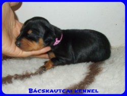 trpe pinscher Zs-alom