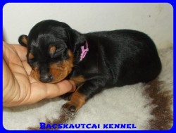 trpe pinscher Zs-alom