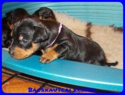 trpe pinscher Zs-alom