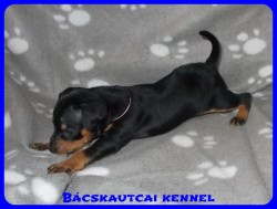 trpe pinscher Zs-alom