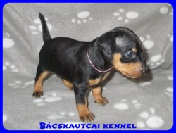 trpe pinscher Zs-alom