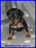 trpe pinscher Zs-alom