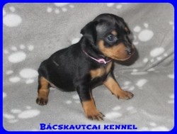trpe pinscher Zs-alom