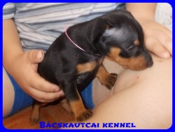 trpe pinscher Zs-alom