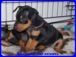 trpe pinscher Zs-alom