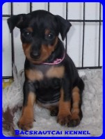 trpe pinscher Zs-alom