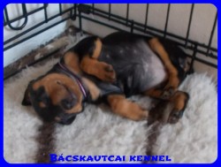 trpe pinscher Zs-alom