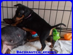 trpe pinscher Zs-alom