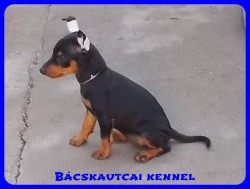 Bcskautcai Zselyke Zo