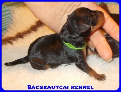 trpe pinscher Zs-alom