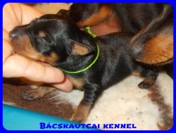 trpe pinscher Zs-alom