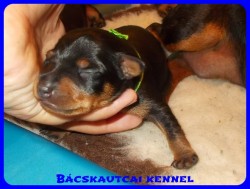 trpe pinscher Zs-alom