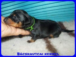 trpe pinscher Zs-alom
