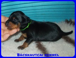 trpe pinscher Zs-alom