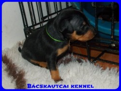 trpe pinscher Zs-alom