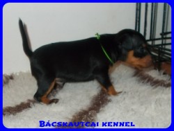 trpe pinscher Zs-alom