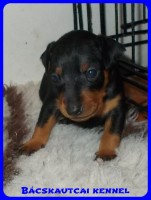 trpe pinscher Zs-alom