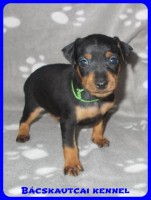 trpe pinscher Zs-alom