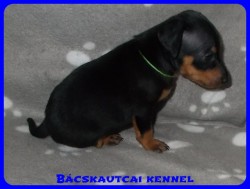 trpe pinscher Zs-alom