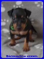 trpe pinscher Zs-alom