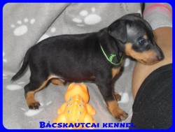 trpe pinscher Zs-alom