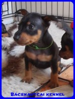 trpe pinscher Zs-alom