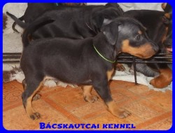 trpe pinscher Zs-alom