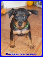 trpe pinscher Zs-alom