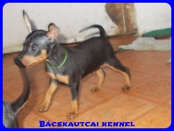 Bcskautcai Zserald