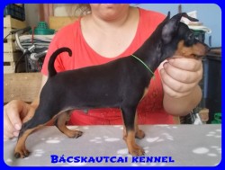 Bcskautcai Zserald