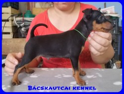Bcskautcai Zserald